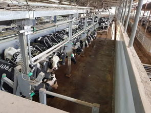 安樂福2019以色列奶牛高產探索之旅正式啟動 科技引領，共筑高效養殖新篇章