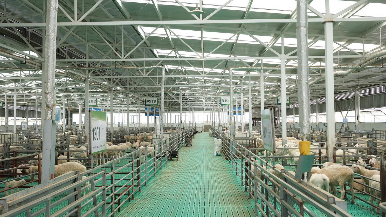 牽住“牛鼻子”，發(fā)展牛羊產(chǎn)業(yè)——永靖縣全力推動牛羊產(chǎn)業(yè)發(fā)展