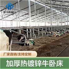 牛臥床的科學(xué)設(shè)計(jì)與牧場工程優(yōu)化策略